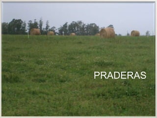 PRADERAS