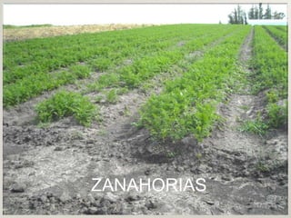 ZANAHORIAS