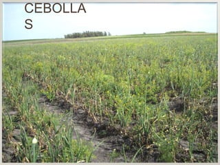 CEBOLLA
S