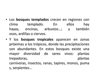 Los bosques templados crecen en regiones con clima templado. En ellos hay hayas, encinas, arbustos…; y también osos, ardillas o ciervos.Y los bosques tropicales aparecen en zonas próximas a los trópicos, donde las precipitaciones son abundantes. En estos bosques existe una mayor diversidad de seres vivos: plantas trepadoras, plantas carnívoras, insectos, ranas, tapires, monos, pumas, serpientes… 