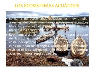 LOS ECOSISTEMAS ACUÁTICOSLa gama de ecosistemas acuáticos es muy amplia: arrecifes de coral, manglares, ecosistemas acuáticos litorales y de aguas someras, ecosistemas de mar abierto o los ecosistemas de aguas dulces.Los manglares. Estos ecosistemas son característicos de las zonas pantanosas tropicales próximas a la costa, por ejemplo en Centroamérica o Sudamérica. En ellos abundan los mangles, árboles acostumbrados a vivir en el lodo del manglar. En ellos viven numerosas aves, mamíferos, reptiles y peces.