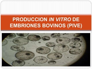 PRODUCCION IN VITRO DE
EMBRIONES BOVINOS (PIVE)
 