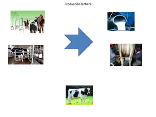 Producción lechera 