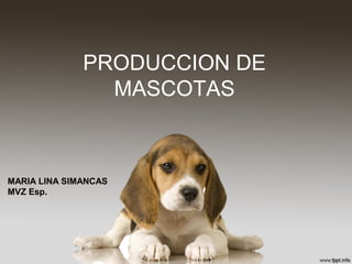 PRODUCCION DE
                MASCOTAS



MARIA LINA SIMANCAS
MVZ Esp.
 