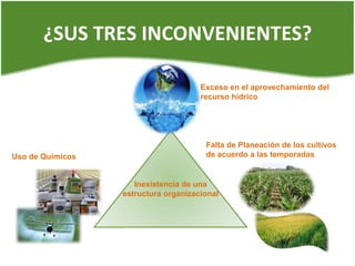 Los usuarios de este canal son en total 52 y  tienen como principales actividades los cultivos de arroz, palma y pscicultura.NUNCHIA CASANARE 
