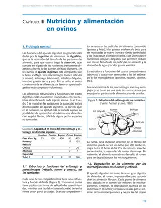 Manuales FIA de APOYO A LA FORMACIÓN DE RECURSOS HUMANOS PARA LA INNOVACIÓN AGRARIA			                          Producción ovina




Capítulo III.	Nutrición                                y alimentación
 	                      en ovinos

1. Fisiología ruminal                                           tos se separan las partículas del alimento consumido
                                                                (gruesas y finas), y las gruesas vuelven a la boca para
Las funciones del aparato digestivo en general están            ser masticadas de nuevo (rumia o vómito controlado)
dadas por la ingestión de alimentos, la digestión,              y las finas pasan al omaso o librillo. Este último posee
que es la reducción del tamaño de las partículas de             numerosos pliegues delgados que permiten reducir
alimento, para que ocurra luego la absorción, que               aun más el tamaño de las partículas de alimento y la
consiste en el paso de los nutrientes previamente di-           absorción de agua y ácidos grasos volátiles.
geridos a través de las paredes del tubo digestivo. En
los ovinos el aparato digestivo está compuesto por              La estructura y funciones del cuarto compartimento
la boca, esófago, tres preestómagos (rumen retículo             (abomaso o cuajar) son semejantes a las del estóma-
y omaso), estomago (abomaso), intestino delgado,                go de los monogástricos (porcinos, equinos, caninos,
intestino grueso, recto y ano. Por lo tanto, el ovino           etc.).
como rumiante se diferencia por tener un aparato di-
gestivo más complejo y voluminoso.                              Los movimientos de los preestómagos son muy com-
                                                                plejos y se basan en una serie de contracciones que
Las diferencias estructurales y funcionales del tracto          empujan las partículas de alimento a través de ellos.
digestivo están claramente relacionadas con los ha-
bitos alimenticios de cada especie animal. En el Cua-            Figura 1. Estructura del estómago de los rumiantes
dro 5 se muestran las variaciones de capacidad en las                        (Fuente: Annison y Lewis. 1982).
distintas partes de aparato digestivo. Es por ello que
en el rumiante, su aptitud más destacada supone su                                       Rumen           Esófago
                                                                      Int. delgado
posibilidad de aprovechar al máximo una alimenta-
ción vegetal fibrosa, difícil de digerir por las especies
no rumiantes.
                                                                                                                  Retículo

Cuadro 5. Capacidad en litros del preestómago y es-               Rumen                                      Omaso
tómago de distintas especies                                                                                Abomaso
	              Hombre	 Porcino	 Equino	 Ovino	 Bovino
Peso Vivo, kg		 75		 109		 450		 80		 475
Rumen y								 17		 125                                        La rumia, cuya duración depende de lo fibroso del
Retículo                                                        alimento, puede ser en un ovino que sólo recibe fo-
Omaso								 1		 20                                            rrajes hasta 13 horas al día. Por el contrario, si recibe
Abomaso								 2		 1                                           concentrados, la necesidad de rumiar disminuye. Fi-
Capacidad                                                       nalmente, el alimento rumiado es devuelto al rumen
Total, lt		 1		 8		 8		 20		 160                                para ser degradado por los microorganismos.

                                                                1.2. Degradación de los alimentos por los
1.1. Estructura y funciones del estómago y                      microorganismos en el rumen y retículo.
preestómagos (retículo, rumen y omaso), de
los rumiantes                                                   El aparato digestivo del ovino tiene un gran digestor
                                                                de alimentos, el rumen, imprescindible para aprove-
Cada uno de los compartimentos tiene una estruc-                char los alimentos fibrosos. Cada gramo de alimento
tura y función definida (Figura 1). El rumen o panza            será atacado en el rumen por millones de microor-
tiene papilas con forma de vellosidades queratiniza-            ganismos. Entonces, la degradación química de los
das, mientras que las del retículo (o bonete) tienen la         alimentos en el rumen y retículo se realiza por las en-
forma de un panal de abejas. En estos compartimen-              zimas de los microorganismos y no por las del propio


                                                                                                                            19
 