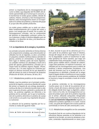 Producción ovina			                                Manuales FIA de APOYO A LA FORMACIÓN DE RECURSOS HUMANOS PARA LA INNOVACIÓN AGRARIA




animal. La importancia de los microorganismos del
rumen se debe a que degradan del 70 al 80% del ali-
mento aprovechable por el animal que lo consume, y
lo transforman en ácidos grasos volátiles, dióxido de
carbono, metano, amoníaco y más microorganismos.
Además, estos microorganismos tienen un rol impor-
tante en la síntesis de proteínas y vitaminas del grupo
B, ya que sólo ellos pueden producirlas.

Los ácidos grasos volátiles por su parte son absor-
bidos fundamentalmente por la pared del rumen y
pasan a ser energía para el animal. Por su parte, los
microorganismos ruminales, más los componentes
del alimento no degradados continúan camino ha-
cia el abomaso y luego al intestino delgados para ser
digeridos, y la absorción de éstos y los desechos ex-
cretados en las fecas.


1.3. La importancia de la energía y la proteína

Los animales consumen alimentos en formas diversas             Es decir, durante el paso de los alimentos por el ru-
y de composiciones complejas, que antes de poder ser           men parte de las proteínas sigue hasta el intestino,
utilizados han de ser digeridos, es decir, convertidos         (escapa del ataque de los microorganismos y se lla-
en pequeñas unidades nutritivas básicas (almidón en            ma no degradable) y parte se transforman en pép-
glucosa, proteína en aminoácidos). La degradación              tidos (proteínas de menor tamaño), que luego son
tiene lugar en distintas partes del tracto digestivo.          catabolizados hasta aminoácidos y estos a amoníaco,
Las unidades nutritivas son absorbidas a través de la          ácidos grasos volátiles (AGV) y dióxido de carbono.
pared del aparato gastrointestinal y llevadas por la           Luego estos productos, en especial el amoníaco, son
sangre hasta los distintos órganos (hígado, riñones,           utilizados por los microorganismos para la síntesis de
músculos, etc.). En estos órganos los nutrientes par-          proteínas y demás componentes microbianos. Una
ticipan en diversas funciones de las que depende la            parte del amoníaco que no es utilizado por los mi-
vida del animal así como la formación de productos             croorganismos es absorbido y llevado por la sangre
(Producción de leche, de huevos, de lana, etc.).               hasta el hígado donde se transforma en urea (cuando
                                                               esta está en exceso provoca problemas de fertilidad
1.3.1. Metabolismo protéico en los rumiantes                   en bovinos) y luego es excretada a través de la leche
                                                               o la orina.
Debido a que las proteínas son el principal constitu-
yente de los órganos y estructuras blandas del cuerpo          Las proteínas contenidas en los microorganismos
del animal, se requiere de una entrega abundante y             muertos pasan con el resto de las proteínas del ali-
continua de ellas en el alimento durante toda la vida,         mento a través del omaso y abomaso hasta el intes-
para la ganancia de peso, gestación y producción de            tino delgado donde tiene lugar su digestión y absor-
leche. Las proteínas vegetales son diferentes a las            ción. Como se ha visto, los microorganismos son ca-
proteínas de los animales, por lo que la transforma-           paces de producir gran parte de la proteína requerida
ción de la proteína alimenticia en proteína de cuerpo          por el animal, utilizando compuestos nitrogenados
o de la leche es una parte muy importante del proce-           sencillos como el amoníaco. Por lo tanto los rumian-
so nutricional.                                                tes son casi totalmente independientes respecto a la
                                                               calidad de la proteína aportada en la ración. Gracias
La utilización de las proteínas ingeridas por los ru-          a esto, una parte del nitrógeno de la ración puede ser
miantes se realiza del siguiente modo:                         suministrado en forma de sales amoniacales o urea.

                                          Amoníaco             1.3.2. Metabolismo energético en los rumiantes
                                              +
Proteína   Péptidos   Aminoácidos    Dióxido de Carbono
                                              +                El producto final de una continua degradación de las
                                            AGV                estructuras fibrosas presentes en los alimentos y en
                                                               especial en los forrajes, así como los almidones y azú-
                                                               cares, contenidos mayoritariamente en raíces y gra-


20
 