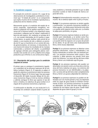 Manuales FIA de APOYO A LA FORMACIÓN DE RECURSOS HUMANOS PARA LA INNOVACIÓN AGRARIA			                     Producción ovina




3. Condición corporal                                           vista anatómico y teniendo presente lo que se debe
                                                                encontrar cuando se mide el estado de reserva cor-
El concepto de condición corporal, CC, surge de las             poral del ovino.
observaciones de investigadores australianos al reco-
nocer que “el estado de carnes” es un componente                Puntaje 0: Extremadamente emaciada y cercano a la
que explica muchos de los resultados reproductivos y            muerte. No se detecta tejido entre la piel y el hueso.
productivos de los rebaños ovinos.
                                                                Puntaje 1: Los procesos espinosos se sienten agudos
Básicamente apunta a la medición del estado de re-              y prominentes. Los procesos transversos también se
servas corporales, especialmente energéticas, me-               notan agudos. Los dedos pasan fácilmente entre ellos
diante la palpación de las apófisis espinosas y trans-          y se puede sentir espacios entre cada uno. La chuleta
versas de la columna lumbar y las respectivas masas             se palpa poco profunda y sin grasa.
musculares y adiposas que las rodean, explicando el
llene de este espacio. Así, mediante un puntaje de 0            Puntaje 2: El proceso espinoso todavía se siente pro-
a 5, con escalas intermedias de 0,5 puntos y expe-              minente pero redondeado, y se sienten como fina-
riencia básica, se puede clasificar cada animal de un           mente arrugados, procesos transversos están suaves
rebaño, o una muestra de este, y obtener un prome-              y se puede sentir los espacios con un poco de presión
dio de CC que se transforme en un control del esta-             de los dedos. El ojo del lomo está moderadamente
do general práctico, sin romanas, ni instrumentos. Es           lleno y tiene escasa adiposidad.
una manera de evaluar los resultados de los manejos
nutricionales y sanitarios del rebaño. La posibilidad           Puntaje 3: Los procesos espinosos se detectan como
de segregar animales para entregarles planos nutri-             pequeñas elevaciones, suaves y redondeadas y los
cionales más acorde con su CC y objetivo de la etapa            huesos individuales se sienten sólo con bastante pre-
productiva que enfrenta es una consecuencia lógica.             sión. Los procesos transversos están suaves y bien
                                                                cubiertos, y debe ejercerse una presión firme para
                                                                sentir los extremos. Las áreas del ojo del lomo están
3.1. Descripción del puntaje para la condición                  llenas y tienen una moderada capa de grasa.
corporal en ovinos
                                                                Puntaje 4: Los procesos espinosos sólo pueden ser
El primer paso es averiguar la prominencia (agude-              detectados con presión como una línea dura entre las
za o redondez) de los procesos espinosos de las vér-            áreas del lomo cubiertas con grasa. Los extremos del
tebras lumbares (Figura 2). El segundo es palpar el             proceso transverso no son identificables a la palpa-
grado de cobertura y prominencia sobre los procesos             ción. Las áreas del ojo del lomo están completamente
transversos (Figura 3). En tercer lugar, hay que juzgar         llenas y tienen una gruesa adiposidad de cobertura.
el desarrollo del tejido muscular debajo de los pro-
cesos transversos (Figura 4) de las mismas vértebras            Puntaje 5: Los procesos espinosos no pueden ser de-
y además averiguar lo lleno que aparece el ojo del              tectados aun con mucha presión y hay una depresión
lomo o chuleta y la cobertura de grasa lumbar en el             entre las capas de grasa donde se sentirían normal-
ángulo de los procesos transversos y espinosos.                 mente al tacto. Los procesos transversos no pueden
                                                                ser detectados. Las áreas del lomo están repletas y
A continuación se describe, en una escala de 0 a 5,             cubiertas de una espesa capa de grasa. Puede haber
el puntaje de condición corporal desde el punto de              depósitos de grasa sobre la grupa y la cola.



                Figura 2                                  Figura 3                             Figura 4

 Procesos
 espinosos

                             Grasa



                                                                                            Procesos
        Lomo                                                                                transversos




                                                                                                                       23
 