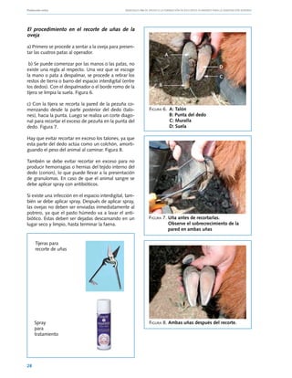Producción ovina			                                Manuales FIA de APOYO A LA FORMACIÓN DE RECURSOS HUMANOS PARA LA INNOVACIÓN AGRARIA




El procedimiento en el recorte de uñas de la
oveja

a) Primero se procede a sentar a la oveja para presen-
tar las cuatros patas al operador.                                           A
 b) Se puede comenzar por las manos o las patas, no
                                                                                                                D
existe una regla al respecto. Una vez que se escoge
la mano o pata a despalmar, se procede a retirar los                                                            C
restos de tierra o barro del espacio interdigital (entre
los dedos). Con el despalmador o el borde romo de la                     B
tijera se limpia la suela. Figura 6.

c) Con la tijera se recorta la pared de la pezuña co-
menzando desde la parte posterior del dedo (talo-                 Figura 6.	 A: Talón
nes), hacia la punta. Luego se realiza un corte diago-            	          B: Punta del dedo
nal para recortar el exceso de pezuña en la punta del             	          C: Muralla
dedo. Figura 7.                                                   	          D: Suela

Hay que evitar recortar en exceso los talones, ya que
esta parte del dedo actúa como un colchón, amorti-
guando el peso del animal al caminar. Figura 8.

También se debe evitar recortar en exceso para no
producir hemorragias o hernias del tejido interno del
dedo (corion), lo que puede llevar a la presentación
de granulomas. En caso de que el animal sangre se
debe aplicar spray con antibióticos.

Si existe una infección en el espacio interdigital, tam-
bién se debe aplicar spray. Después de aplicar spray,
las ovejas no deben ser enviadas inmediatamente al
potrero, ya que el pasto húmedo va a lavar el anti-
biótico. Estas deben ser dejadas descansando en un                Figura 7.	Uña antes de recortarlas.
lugar seco y limpio, hasta terminar la faena.                     	         Observe el sobrecrecimiento de la 	
                                                                  	         pared en ambas uñas

     Tijeras para
     recorte de uñas




     Spray                                                        Figura 8. Ambas uñas después del recorte.
     para
     tratamiento




28
 