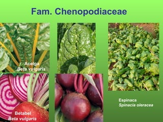 Fam. Chenopodiaceae




       Acelga
    Beta vulgaris




                           Espinaca
                           Spinacia oleracea

   Betabel
Beta vulgaris
 