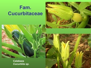 Fam.
Cucurbitaceae




 Calabaza
 Cucurbita sp.
 