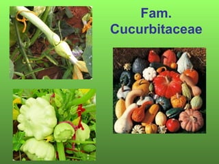 Fam.
Cucurbitaceae
 
