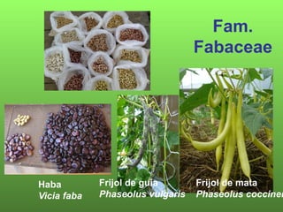 Fam.
                                  Fabaceae




Haba         Frijol de guía       Frijol de mata
Vicia faba   Phaseolus vulgaris   Phaseolus coccinen
 