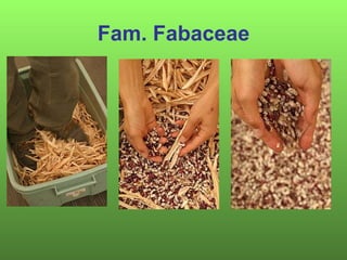 Fam. Fabaceae
 