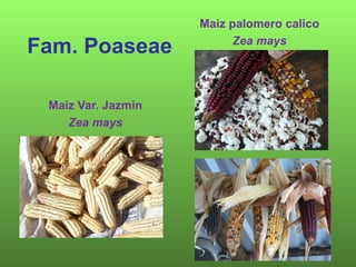 Maiz palomero calico

Fam. Poaseae             Zea mays




 Maiz Var. Jazmin
    Zea mays
 