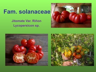 Fam. solanaceae




Berenjena
Solanum melongena
 