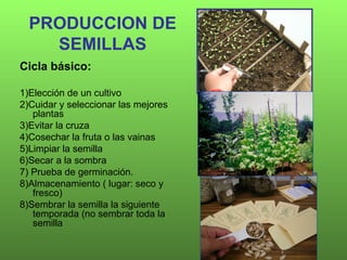 PRODUCCION DE
    SEMILLAS
Cicla básico:

1)Elección de un cultivo
2)Cuidar y seleccionar las mejores
   plantas
3)Evitar ...