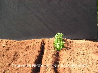 TABLONES PRODUCCION A RAIZ DESNUDA 