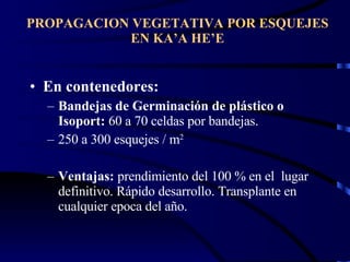 PROPAGACION VEGETATIVA POR ESQUEJES EN KA’A HE’E En contenedores: Bandejas de Germinación de plástico o Isoport:  60 a 70 celdas por bandejas.  250 a 300 esquejes / m 2 Ventajas:  prendimiento del 100 % en el  lugar definitivo. Rápido desarrollo. Transplante en cualquier epoca del año. 