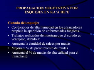 PROPAGACION VEGETATIVA POR ESQUEJES EN KA’A HE’E Curado del esqueje: Condiciones de alta humedad en los enraizadores propicia la aparición de enfermedades fúngicas. Trabajos realizados demuestran que el curado es ventajoso, debido a: Aumenta la cantidad de raíces por mudas Mejora el % de prendimiento de mudas  Aumenta el % de mudas de alta calidad para el transplante 