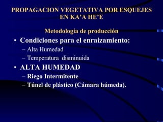 PROPAGACION VEGETATIVA POR ESQUEJES EN KA’A HE’E Metodología de producción Condiciones para el enraizamiento: Alta Humedad Temperatura  disminuida ALTA HUMEDAD Riego Intermitente Túnel de plástico (Cámara húmeda). 