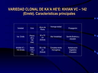 VARIEDAD CLONAL DE KA’A HE’E: KH/IAN VC – 142 (Eireté). Características principales Variedad Ciclo Altura de Planta Homoge-neidad Propagación Var. Criolla Precoz (95 a 100 días) 60 a 70 cm (Estival) Alta Variabilidad Semilla Botánica y esquejes KH/IAN VC – 142 (Eireté) Medio (105 a 110 días) 95 a 100 cm (Estival) Completa-mente Homogénea Multiplicación Vegetativa (Esquejes) 