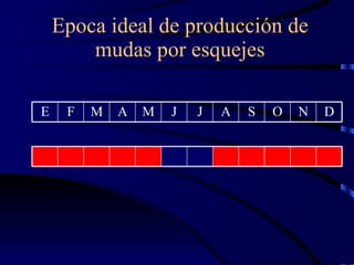 Epoca  ideal  de producción de mudas  por esquejes E F M A M J J A S O N D 
