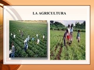 LA AGRICULTURA 