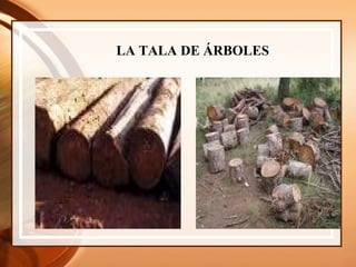 LA TALA DE ÁRBOLES 