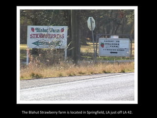 The Blahut Strawberry farm is located in Springfield, LA just off LA 42. 