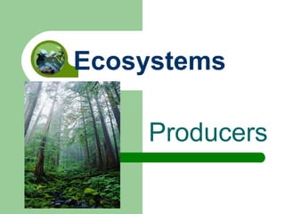 Producers Ecosystems 