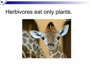 Herbivores eat only plants. 