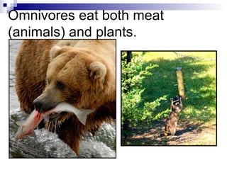Omnivores eat both meat (animals) and plants.  