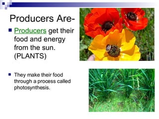 Producers Are- Producers  get their food and energy from the sun. (PLANTS) They make their food through a process called photosynthesis. 