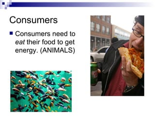 Consumers Consumers need to  eat  their food to get energy. (ANIMALS)   