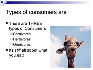 Types of consumers are There are THREE types of Consumers Carnivores Herbivores Omnivores. Its  still  all about what you eat! 
