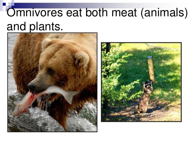 what are producers consumers and decomposers give examples of each of them