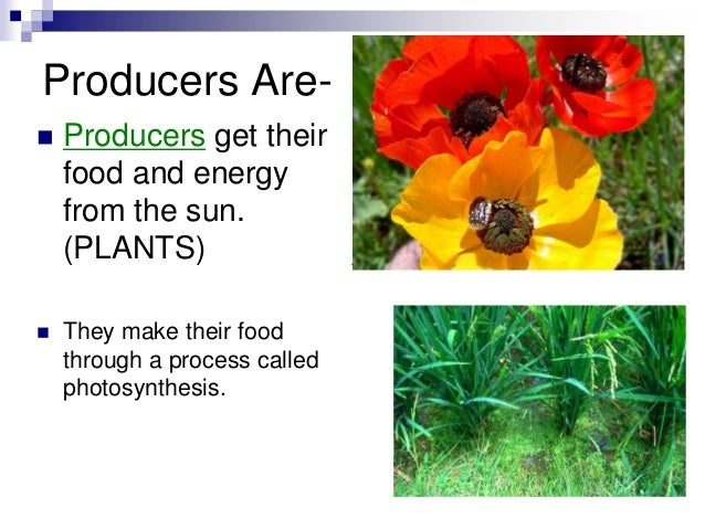 what are producers consumers and decomposers give examples of each of them
