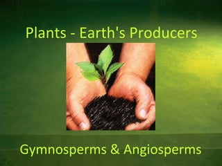 Plants - Earth's Producers

Gymnosperms & Angiosperms

 