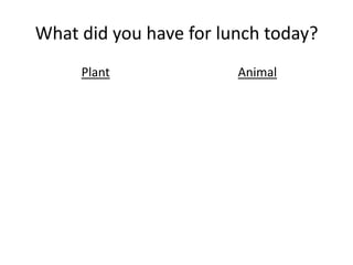 What did you have for lunch today?
     Plant              Animal
 