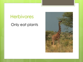 Introduction to Producers, Consumers, Decomposers - Year 4 Science | PPTX
