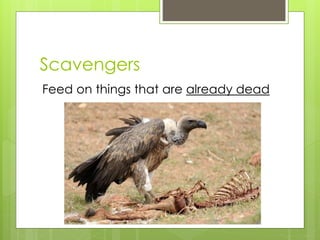 Scavengers 
Feed on things that are already dead 
 