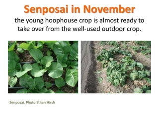 Senposai in November
the young hoophouse crop is almost ready to
take over from the well-used outdoor crop.
Senposai. Photo Ethan Hirsh
 