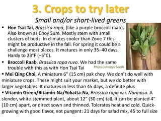 3. Crops to try later
Small and/or short-lived greens
 Hon Tsai Tai, Brassica rapa, (like a purple broccoli raab).
Also known as Choy Sum. Mostly stem with small
clusters of buds. In climates cooler than Zone 7 this
might be productive in the fall. For spring it could be a
challenge most places. It matures in only 35–40 days.
Hardy to 23°F (–5°C).
 Broccoli Raab, Brassica rapa ruvo. We had the same
trouble with this as with Hon Tsai Tai Photo Johnnys Seeds
 Mei Qing Choi, A miniature 6" (15 cm) pak choy. We don’t do well with
miniature crops. These might suit your market, but we do better with
larger vegetables. It matures in less than 45 days, a definite plus
 Vitamin Green/Bitamin-Na/Yokatta-Na, Brassica rapa var. Narinosa. A
slender, white-stemmed plant, about 12" (30 cm) tall. It can be planted 4"
(10 cm) apart, or direct sown and thinned. Tolerates heat and cold. Quick-
growing with good flavor, not pungent: 21 days for salad mix, 45 to full size
 