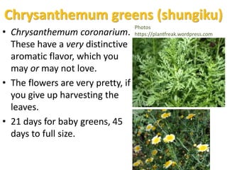 Chrysanthemum greens (shungiku)
• Chrysanthemum coronarium.
These have a very distinctive
aromatic flavor, which you
may or may not love.
• The flowers are very pretty, if
you give up harvesting the
leaves.
• 21 days for baby greens, 45
days to full size.
Photos
https://plantfreak.wordpress.com
 