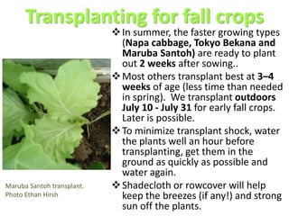 Transplanting for fall crops
In summer, the faster growing types
(Napa cabbage, Tokyo Bekana and
Maruba Santoh) are ready to plant
out 2 weeks after sowing..
Most others transplant best at 3–4
weeks of age (less time than needed
in spring). We transplant outdoors
July 10 - July 31 for early fall crops.
Later is possible.
To minimize transplant shock, water
the plants well an hour before
transplanting, get them in the
ground as quickly as possible and
water again.
Shadecloth or rowcover will help
keep the breezes (if any!) and strong
sun off the plants.
Maruba Santoh transplant.
Photo Ethan Hirsh
 