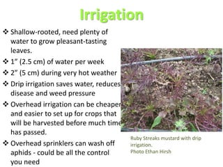 Irrigation
 Shallow-rooted, need plenty of
water to grow pleasant-tasting
leaves.
 1” (2.5 cm) of water per week
 2” (5 cm) during very hot weather
 Drip irrigation saves water, reduces
disease and weed pressure
 Overhead irrigation can be cheaper
and easier to set up for crops that
will be harvested before much time
has passed.
 Overhead sprinklers can wash off
aphids - could be all the control
you need
Ruby Streaks mustard with drip
irrigation.
Photo Ethan Hirsh
 