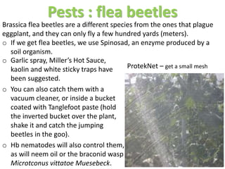 Pests : flea beetles
o Garlic spray, Miller’s Hot Sauce,
kaolin and white sticky traps have
been suggested.
o You can also catch them with a
vacuum cleaner, or inside a bucket
coated with Tanglefoot paste (hold
the inverted bucket over the plant,
shake it and catch the jumping
beetles in the goo).
o Hb nematodes will also control them,
as will neem oil or the braconid wasp
Microtconus vittatoe Muesebeck.
ProtekNet – get a small mesh
Brassica flea beetles are a different species from the ones that plague
eggplant, and they can only fly a few hundred yards (meters).
o If we get flea beetles, we use Spinosad, an enzyme produced by a
soil organism.
 