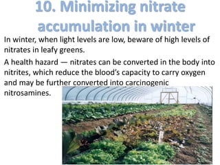 10. Minimizing nitrate
accumulation in winter
In winter, when light levels are low, beware of high levels of
nitrates in leafy greens.
A health hazard — nitrates can be converted in the body into
nitrites, which reduce the blood’s capacity to carry oxygen
and may be further converted into carcinogenic
nitrosamines.
 
