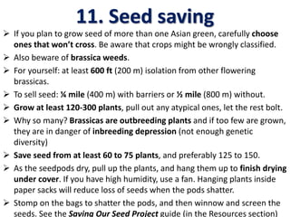 11. Seed saving
 If you plan to grow seed of more than one Asian green, carefully choose
ones that won’t cross. Be aware that crops might be wrongly classified.
 Also beware of brassica weeds.
 For yourself: at least 600 ft (200 m) isolation from other flowering
brassicas.
 To sell seed: ¼ mile (400 m) with barriers or ½ mile (800 m) without.
 Grow at least 120-300 plants, pull out any atypical ones, let the rest bolt.
 Why so many? Brassicas are outbreeding plants and if too few are grown,
they are in danger of inbreeding depression (not enough genetic
diversity)
 Save seed from at least 60 to 75 plants, and preferably 125 to 150.
 As the seedpods dry, pull up the plants, and hang them up to finish drying
under cover. If you have high humidity, use a fan. Hanging plants inside
paper sacks will reduce loss of seeds when the pods shatter.
 Stomp on the bags to shatter the pods, and then winnow and screen the
seeds. See the Saving Our Seed Project guide (in the Resources section)
 